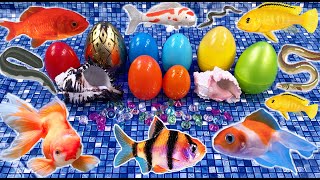 Colorful fish surprise eggs, crayfish, snake, angelfish, goldfish, koi, catfish in the pool