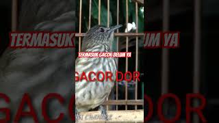 Download lagu Cucak Rawis GACOR mp3