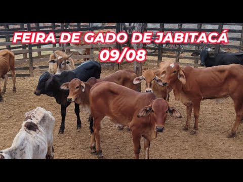 Feira de animais de Jabitacá, Iguaraci-PE (09/08/26) 
