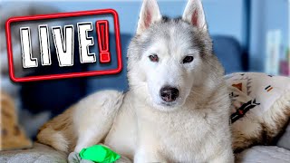 My Husky Health Update and More 🔴 LIVE Q & A With our Siberian Huskies!