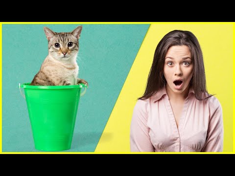 8 seltsame Verhaltensweisen von Katzen erklärt 🔥