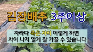 김장 배추 자라다 죽은 자리 이렇게 하면 차이 나지 않게 잘 가꿀 수 있습니다. #김장배추 잘 가꾸기 #김장…