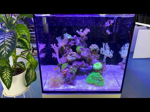 Red Sea Max Nano Update + Q&A