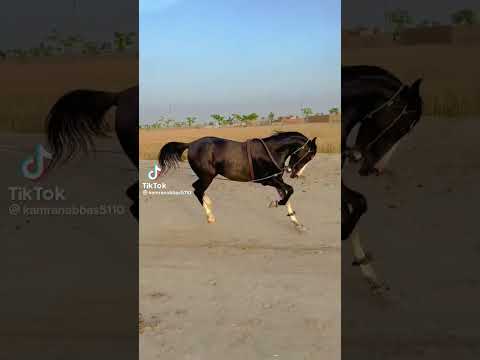 Young Horse Dancing full video.