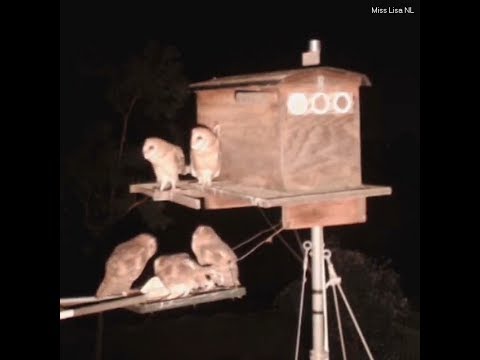 Barn Owl Live Cam Chula Vista, California Wildlife ❣◕ ‿ ◕❣ Life Cycle 6/06/2017