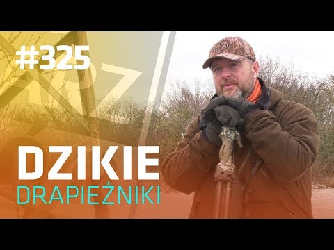 Darz Bór odc 325 - Dzikie drapieżniki