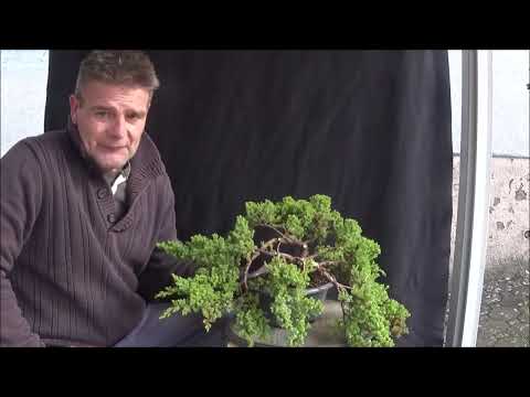 Bonsai 2020-6 - Wacholder - Junipersus Nana - der nächste Schritt zum Bonsai - Teil 2