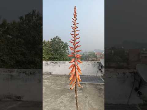 Aloevera ke phool ki chamtkari fayde #aloevera #aloeveraflower #benefits #shorts #nature #share