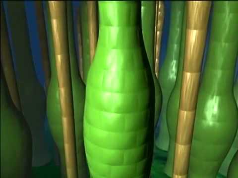 Ciclo Reprodutivo dos Musgos - Briófitas