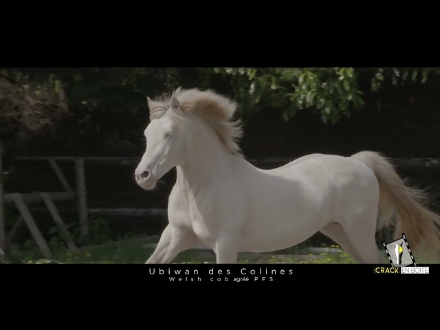 UBIWAN DES COLINES, Welsh cob agr&eacute;&eacute; Welsh et PFS