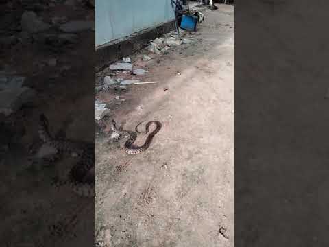 Male dog snake snake bite dog