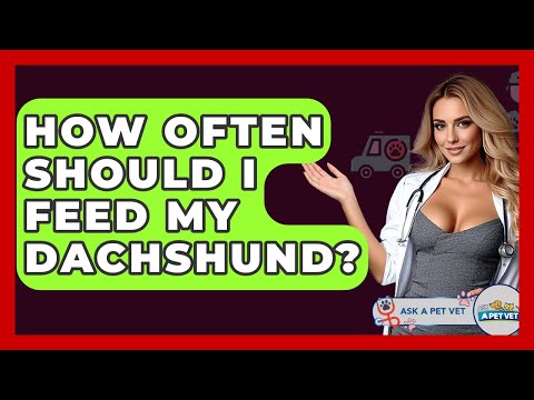 How Often Should I Feed My Dachshund? - Ask A Pet Vet