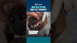 한밤 중 야산에서 열린 '불법 투견 도박장'…현장에서 둔기에 수의약품까지 나와 #JTBC #Shorts