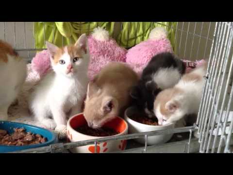 Kočičí dům PSOZ - Kocour Felix