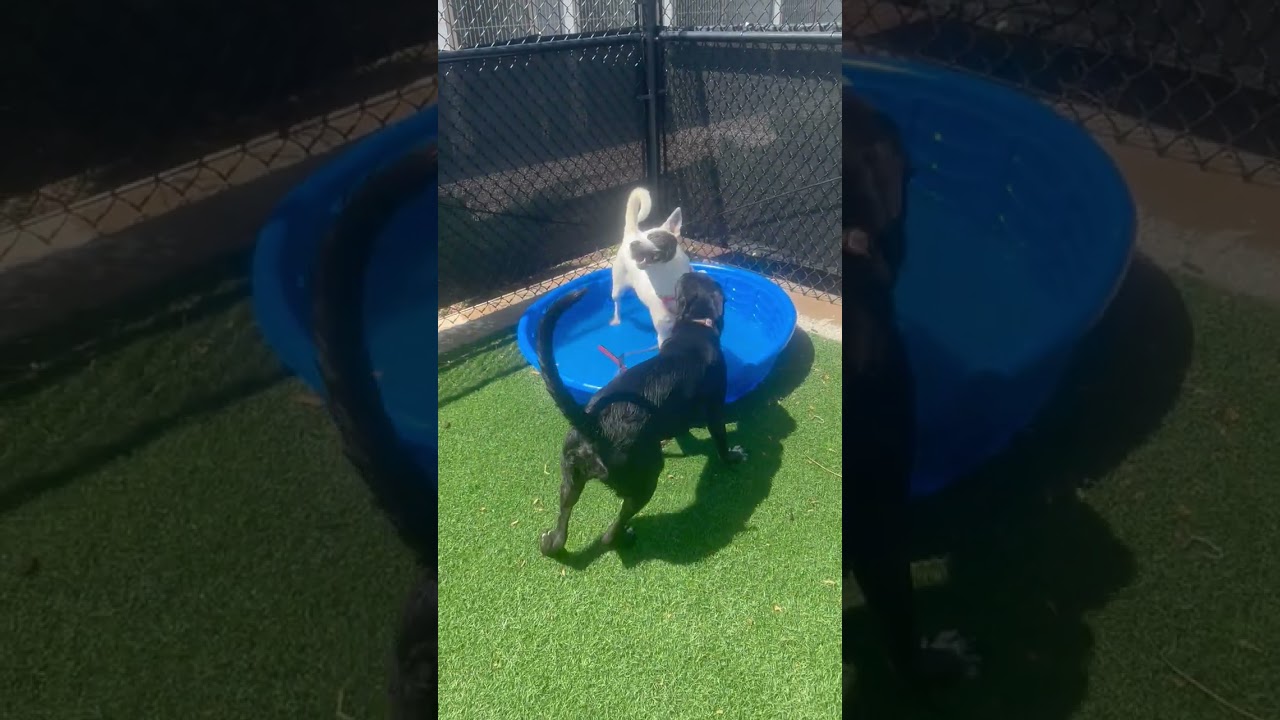 Enlarge Maple, a Adoptable mixed breed in Abilene, TX video 6/6
