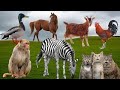 Wild Animals Sound And Sounds Bear Lion Elephant Giraffe Monkey Gorrila Leopard Animals