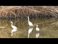 Egrets Ballet At Park LAchis Asdod ISRAEL
