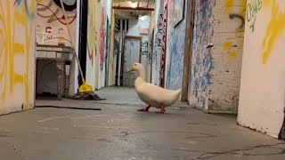 Download lagu bebek juga takut gelap ternyata||bebek lari mp3 Download lagu bebek juga takut gelap ternyata||bebek lari mp3