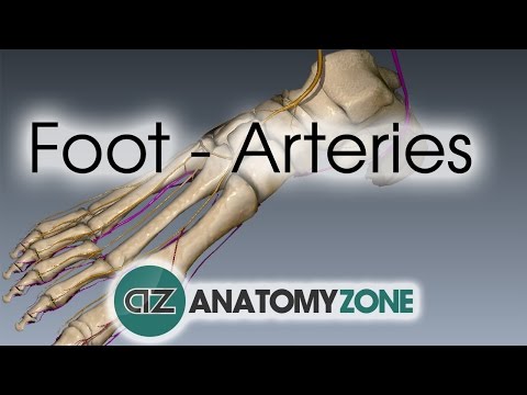 Foot Arteries