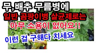 무 배추 무름병에 일반 곰팡이병 살균제로는 아무 소용이 없어요. 이런 걸 구해다 치세요(무 무름병, 배추 무…