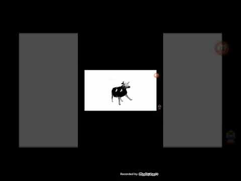 I react to polish cow