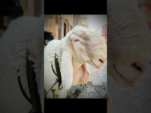 Zuhair ka شیرو 1St day Se last day Eid qurban 🐏💞💙#ytshort #viral #