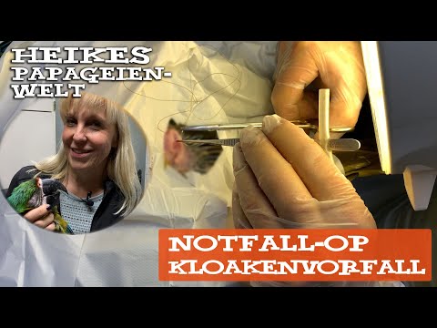 Notfall-OP eines Kloakenvorfalls beim Ara