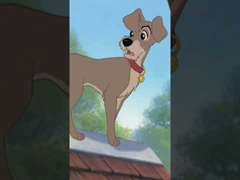 How Does He Know TRAMP'S Name | Lady and the Tramp 2 Scamps Adventure #disney