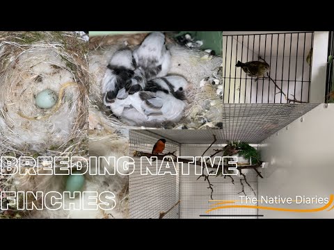 Breeding Native British Finches - The Native Diaries Season 1 Episode 5