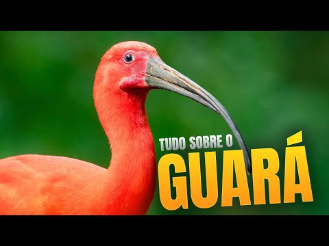 GUAR: EVERYTHING ABOUT ONE OF THE MOST BEAUTIFUL BIRDS IN BRAZIL