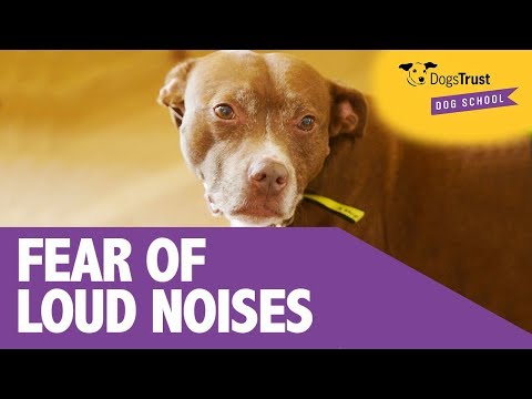 download lagu mp3 mp4 Dogs Trust Sounds Scary, download mp3 Dogs Trust Sounds Scary free download, download mp3 Dogs Trust Sounds Scary