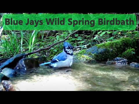 Blue Jays Wild Mountain Spring Bird Bath