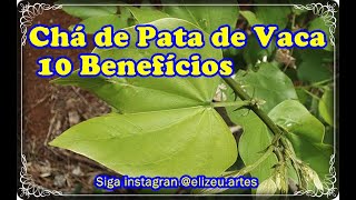 Os 10 beneficios do chá da Pata de vaca