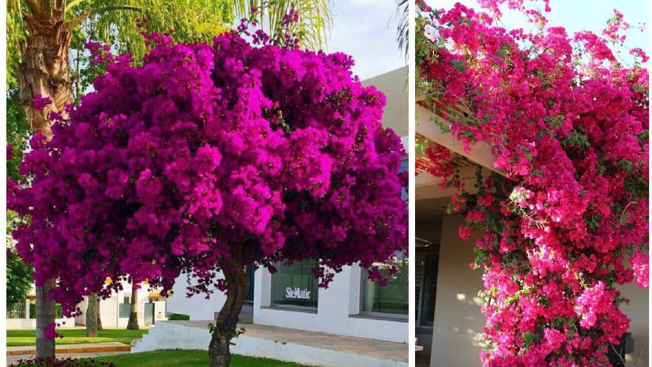 MUDA DE PRIMAVERA MUITO FÁCIL VEJA ESSA DICA SIMPLES E PRÁTICA