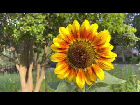 4K HDR 60fps Shallow Depth Flowers Field