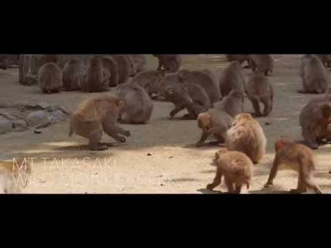 高崎山自然動物園-Mt Takasaki Wild Monkey Park-【OITA CITY -the bird view-】