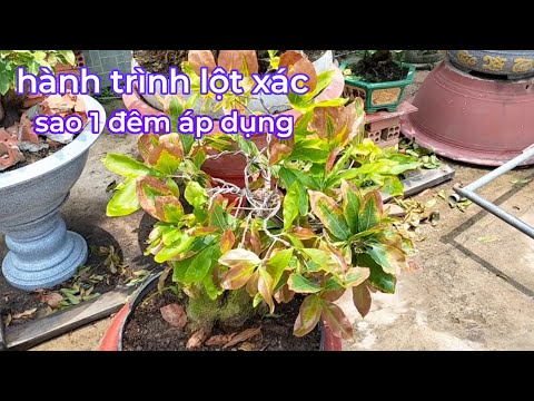 sự khác lạ khi phục hồi cây Mai héo rũ sao 1 đêm sáng lại bộ lá đẹp chở lại