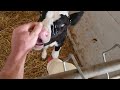 Morning Chores Milking Cows Scrapping And Feeding Calves
