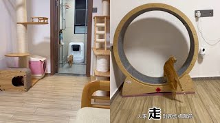 [問卦] 這個貓貓跑步機 有人有嗎