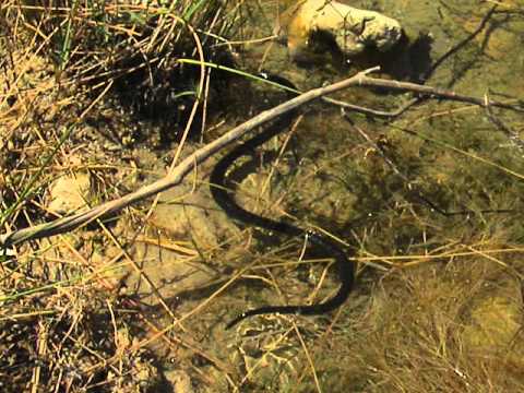 Užovka vodná (Natrix tessellata) — melanistická forma na Kréte