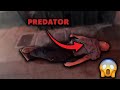 Predators Getting What They DESERVE 4