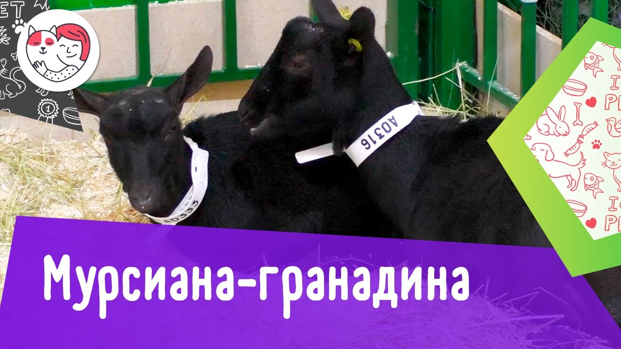 Коза мурсиана-гранадина. Особенности породы, уход