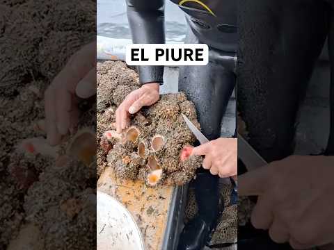 EL PIURE #mariscos #comida #gastronomia #biologiamarina #pesca 📹 cedidos por @Lospiuresdepeka-x4b