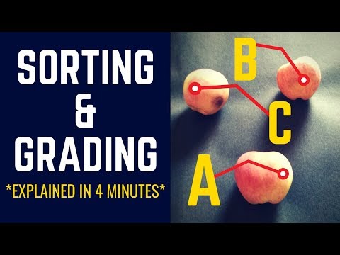 The Actual Difference between Sorting & Grading [Explained in 4 minutes!]