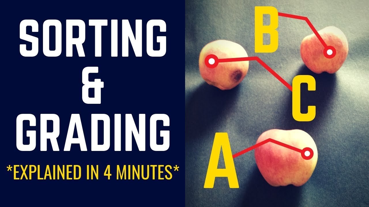 The Actual Difference between Sorting & Grading [Explained in 4 minutes!]