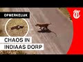 Paniek: tijger grijpt dorpeling