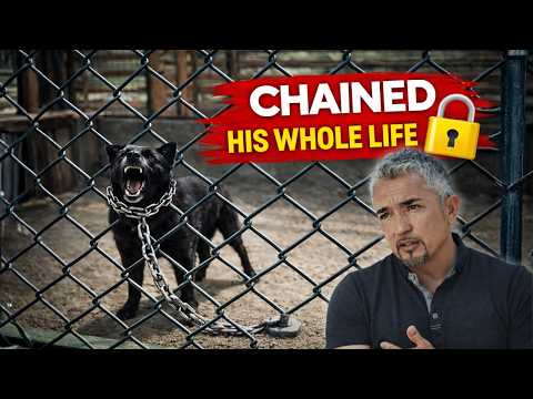 This Dog Spent His Life Chained. What Happened Next Changed Everything | Leader of the Pack