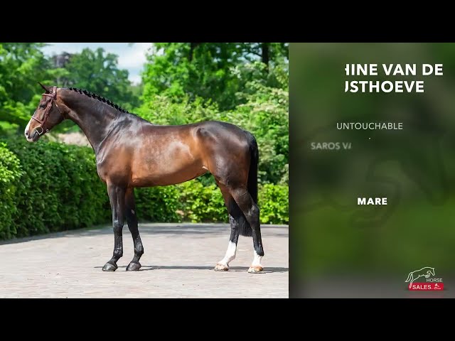 Sunshine van de Kusthoeve