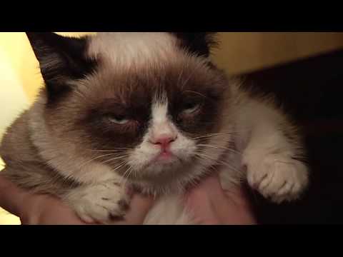 grumpy cat? grumpy cat.