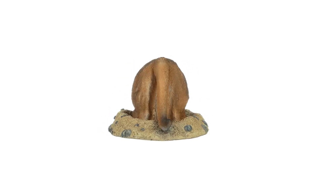 Kalahari Meerkat Statue: Into Hole Video